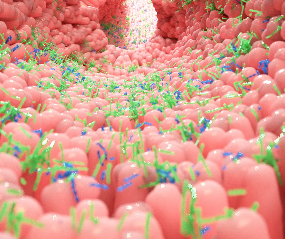 Microbiota y Metabolismo